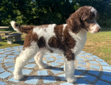 Penelope  Standard Poodle