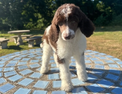 Penelope  Standard Poodle