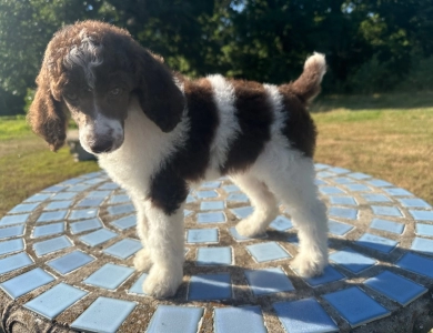 Penelope  Standard Poodle