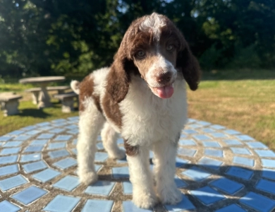 Penelope  Standard Poodle