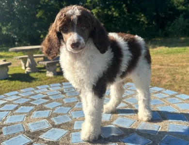 Penelope  Standard Poodle