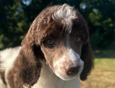 Penelope  Standard Poodle