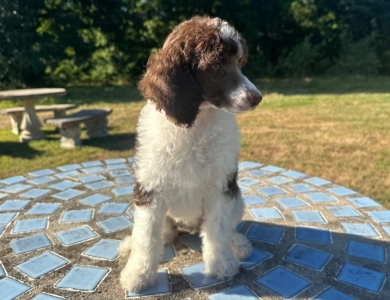 Penelope  Standard Poodle