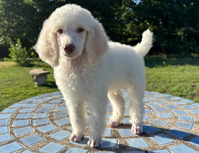 Parker Standard Poodle