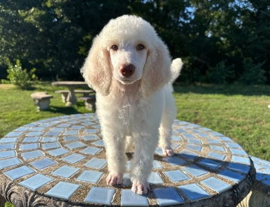 Parker Standard Poodle