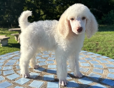 Parker Standard Poodle