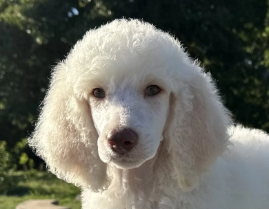 Parker Standard Poodle