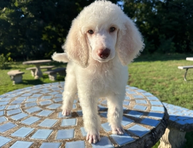 Parker Standard Poodle