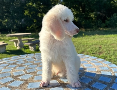 Parker Standard Poodle