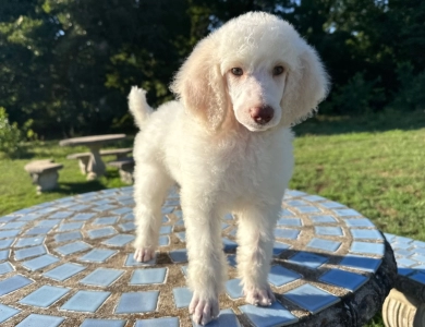 Parker Standard Poodle