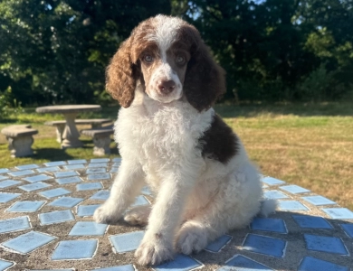 Preston Standard Poodle