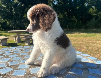 Preston Standard Poodle