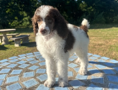 Preston Standard Poodle