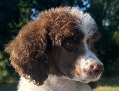 Preston Standard Poodle