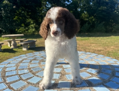 Preston Standard Poodle