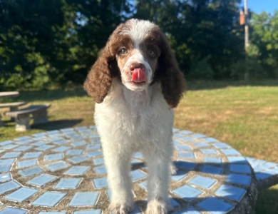 Preston Standard Poodle