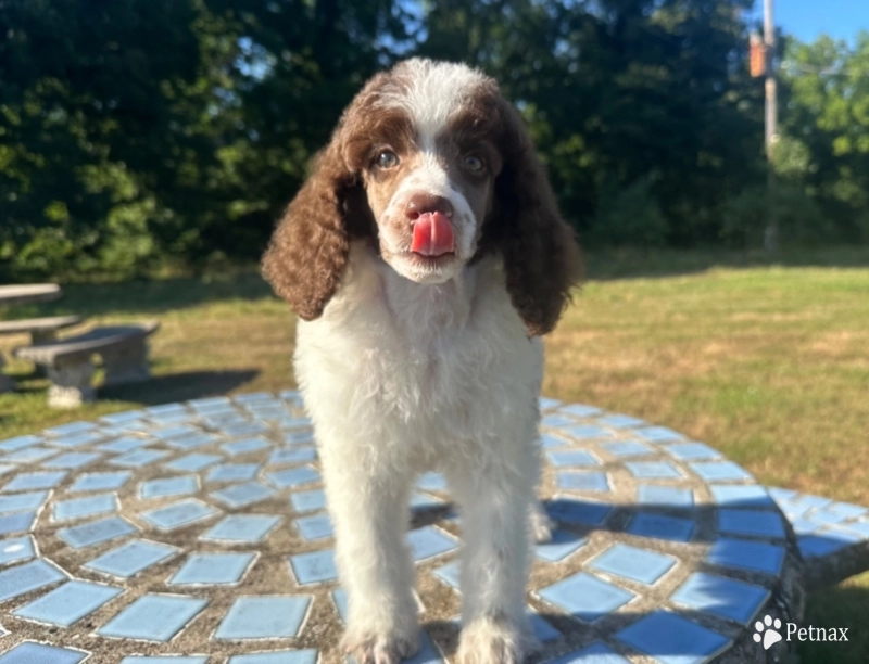 Preston Standard Poodle