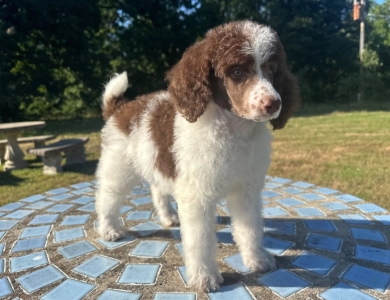 Preston Standard Poodle