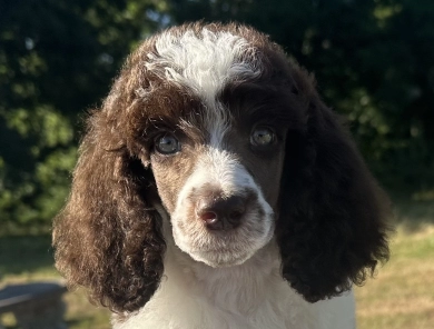 Paxton Standard Poodle