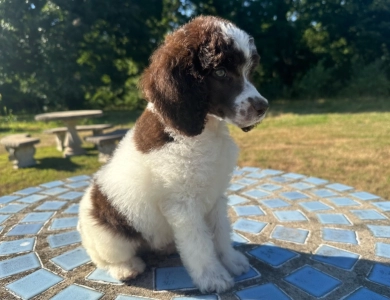 Paxton Standard Poodle