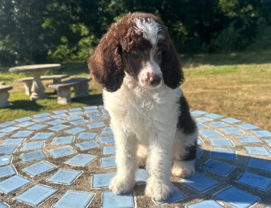 Paxton Standard Poodle