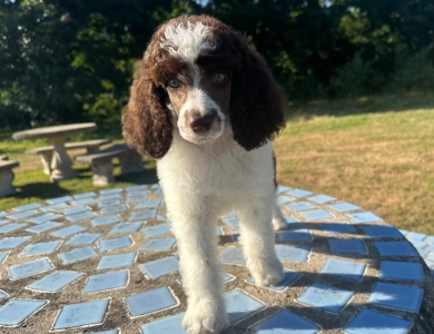 Paxton Standard Poodle