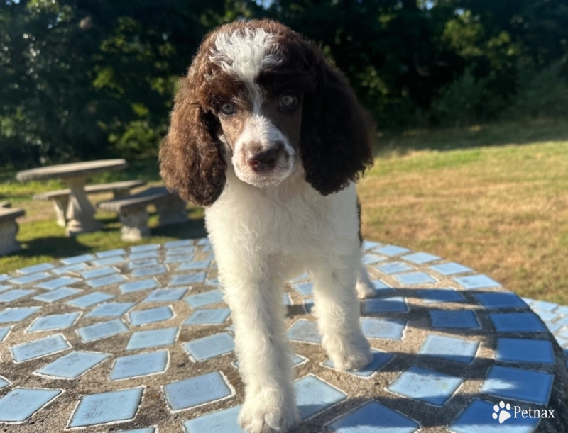 Paxton Standard Poodle