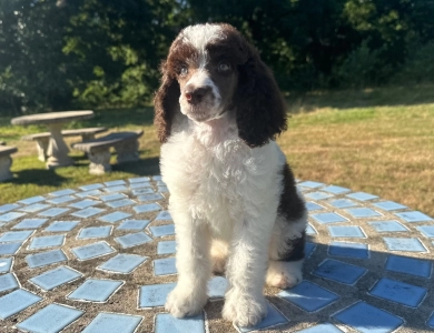 Paxton Standard Poodle