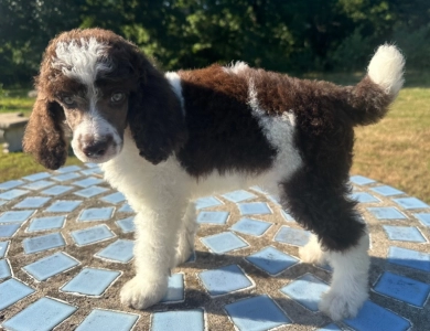 Paxton Standard Poodle