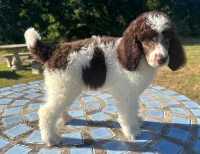 Paxton Standard Poodle