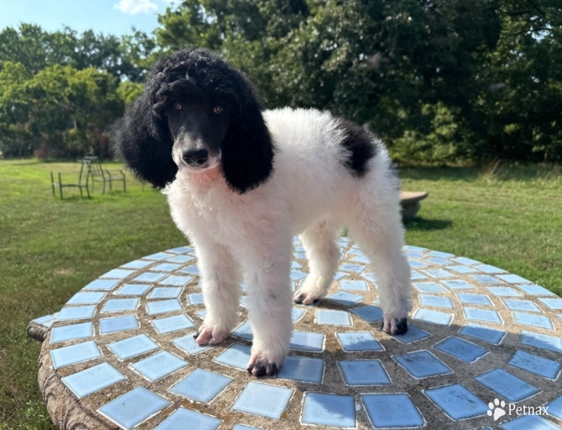 Arthur Standard Poodle