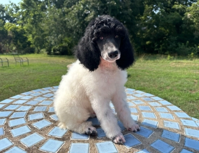 Arthur Standard Poodle