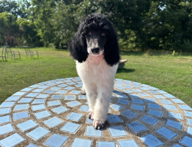 Arthur Standard Poodle