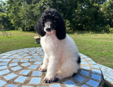 Arthur Standard Poodle