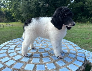 Arthur Standard Poodle