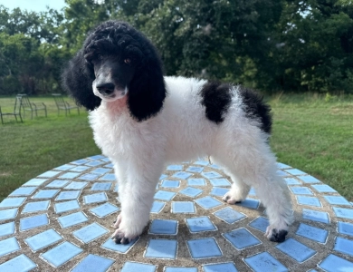 Arthur Standard Poodle