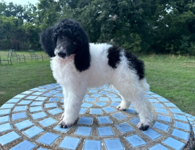 Arthur Standard Poodle