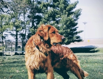 Ollie Golden Retriever