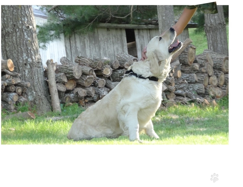 Mya Golden Retriever