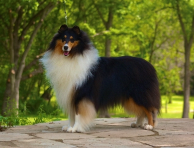 Wyndlair Collies