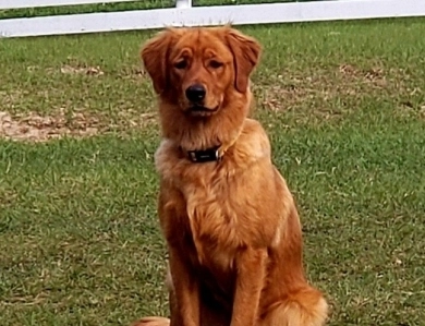 Golden Kai Kennels - Golden Retrievers