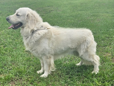 Maverick Golden Retriever