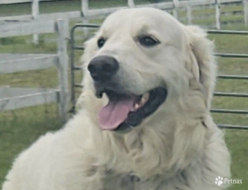 Maverick Golden Retriever