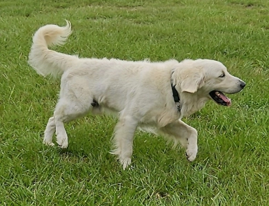 Maverick Golden Retriever