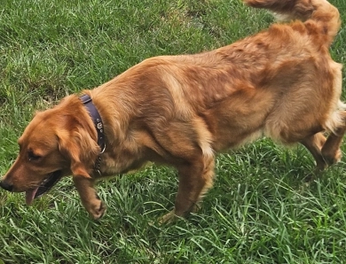 Scarlett Golden Retriever