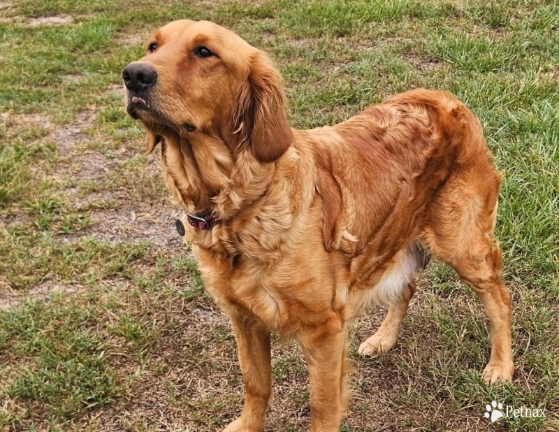 Scarlett Golden Retriever