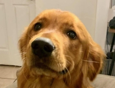 Kai Golden Retriever