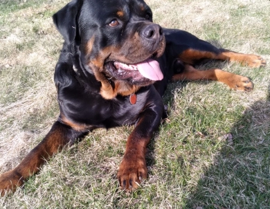 Bo Rottweiler