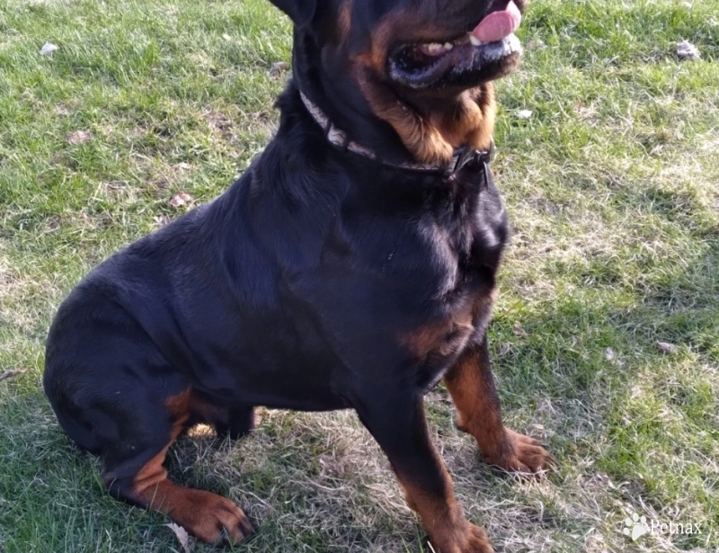 Bo Rottweiler