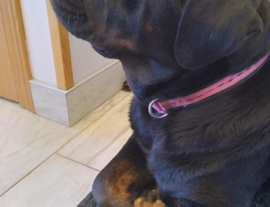 Pria Rottweiler